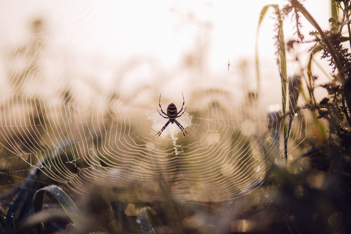 spider_on_its_web_2.jpg