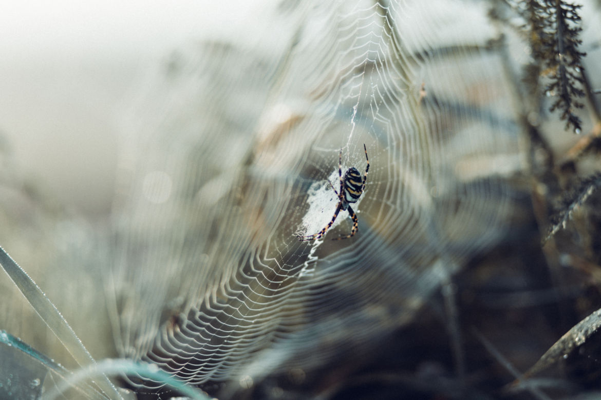 spider_on_its_web_3.jpg